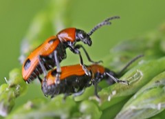 Crioceris quinquepunctata