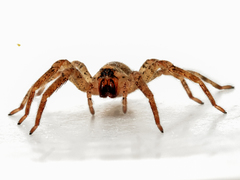 Zoropsis spinimana