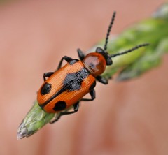 Crioceris quinquepunctata