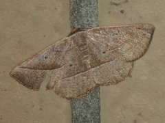 Nadagara xylotrema