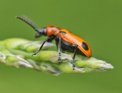 Crioceris quinquepunctata