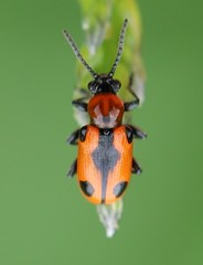 Crioceris quinquepunctata