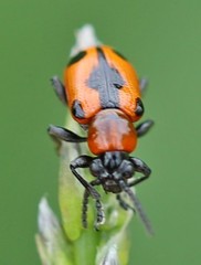 Crioceris quinquepunctata