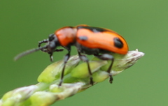 Crioceris quinquepunctata