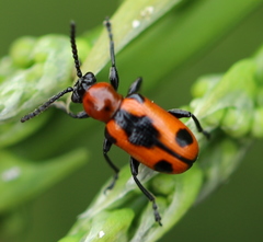 Crioceris quinquepunctata