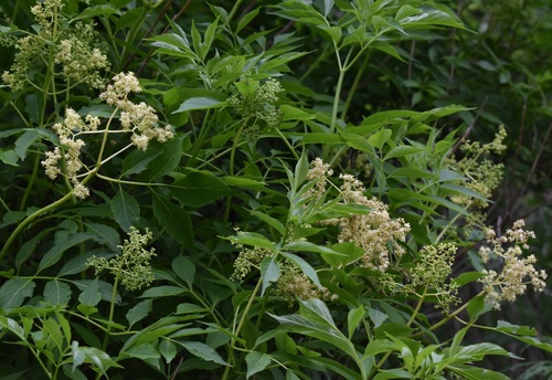 Image of Sambucus williamsii by (c) Repina Tatyana, some rights reserved (CC BY)