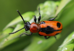 Crioceris quinquepunctata