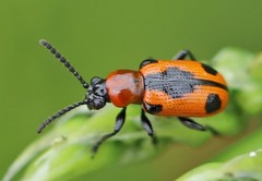 Crioceris quinquepunctata
