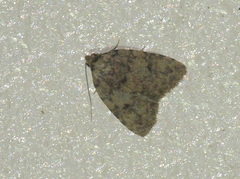 Tolpia conscitulana