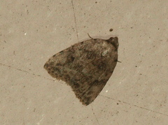 Tolpia conscitulana