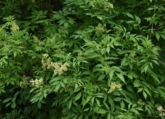 Sambucus williamsii
