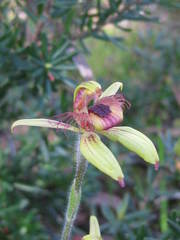 Caladenia discoidea