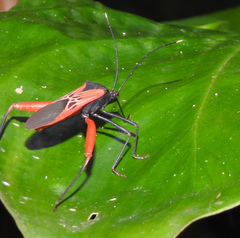 Leptoscelis excellens