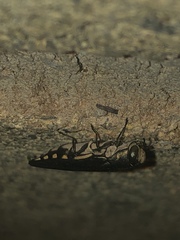 Agrilus difficilis