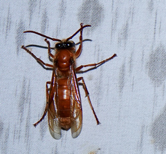 Provespa barthelemyi