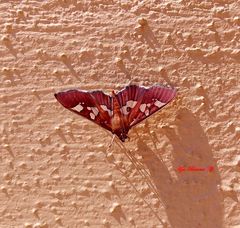 Phostria oajacalis