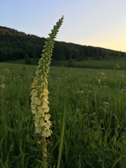 Pedicularis incarnata
