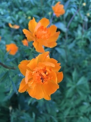 Trollius