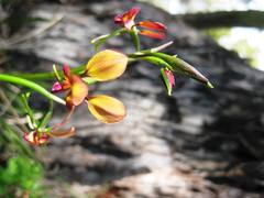 Diuris cruenta
