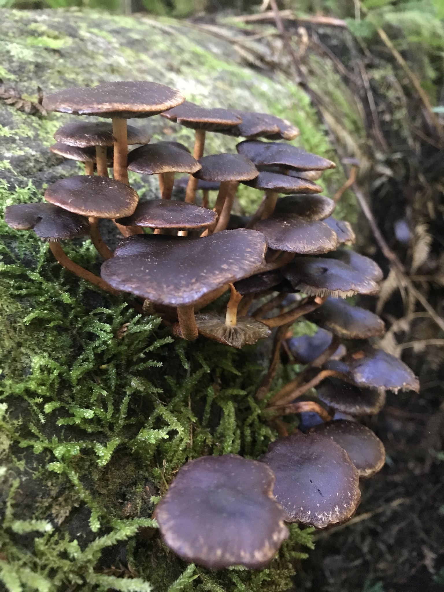 Hypholoma brunneum image