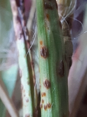 Puccinia obscura
