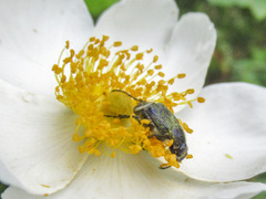 Trichiotinus lunulatus