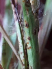 Puccinia obscura