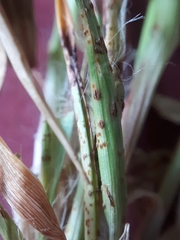 Puccinia obscura
