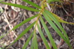 Dypsis lutescens