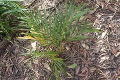 Dypsis lutescens