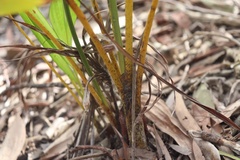 Dypsis lutescens