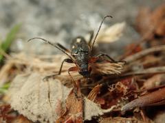 Cortodera femorata