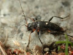 Cortodera femorata