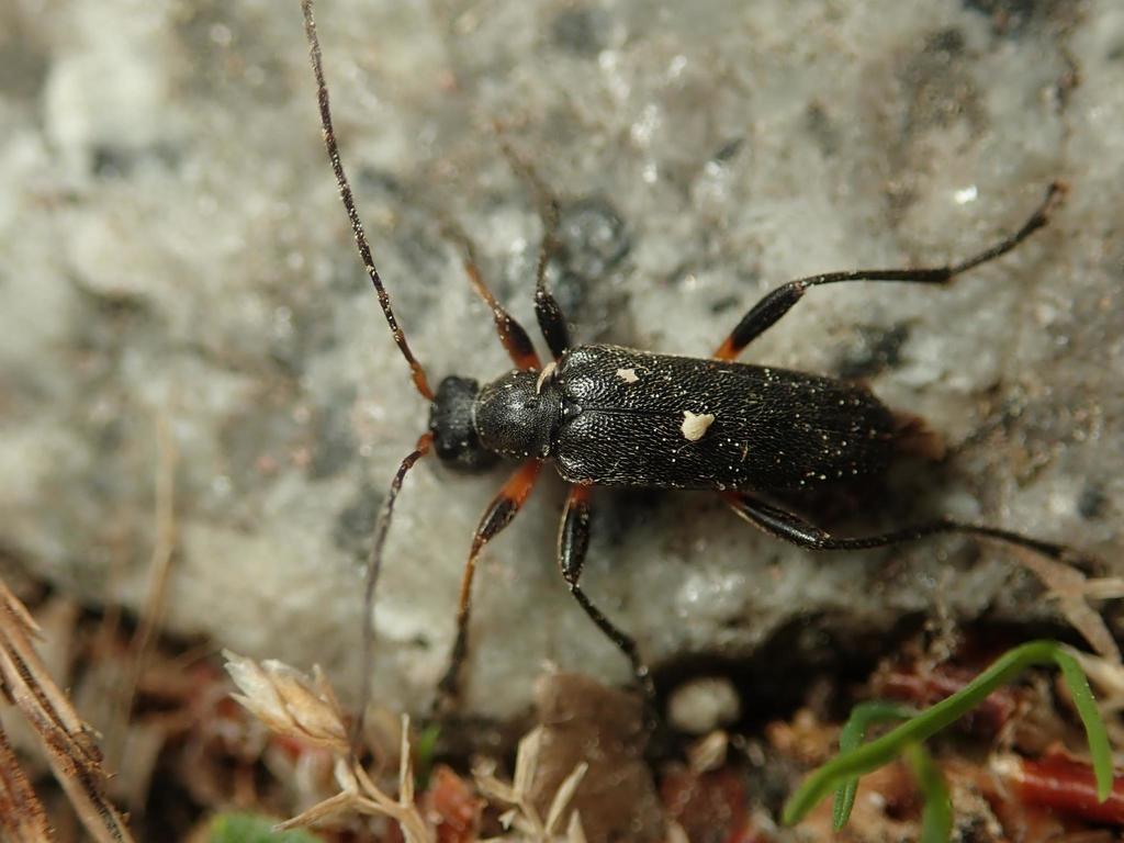 Cortodera femorata