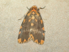 Miltochrista quadrilineata