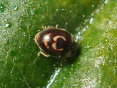 Clitostethus arcuatus