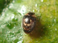 Clitostethus arcuatus