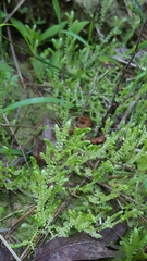 Selaginella ludoviciana