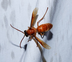 Provespa barthelemyi