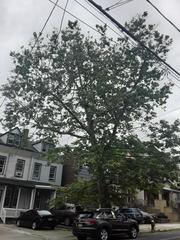 Platanus × hispanica