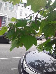 Platanus × hispanica