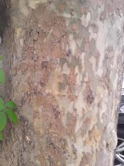 Platanus × hispanica