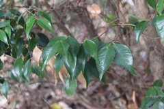 Syzygium luehmannii