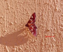 Phostria oajacalis