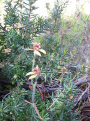 Caladenia discoidea