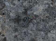 Microphthalma disjuncta