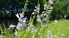 Physostegia angustifolia