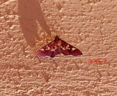 Phostria oajacalis