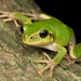 Japanese Tree Frog - Photo (c) Ryosuke Kuwahara, some rights reserved (CC BY-NC)