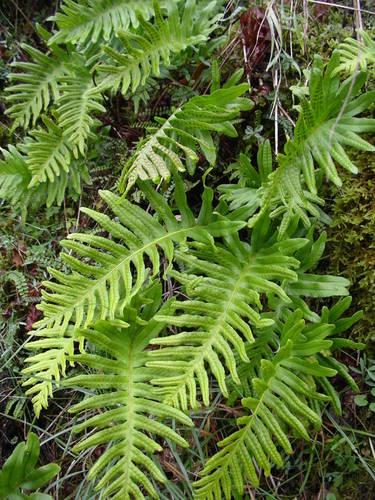 Polypodium cambricum